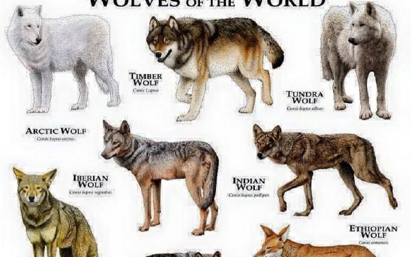 What species of wolf are you? - Quiz | Quotev