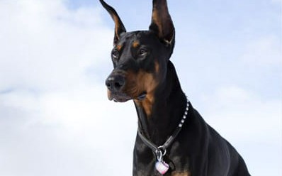 Can you guess these big dog breeds? - Test | Quotev