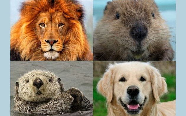 which-animal-matches-your-personality-quiz-quotev