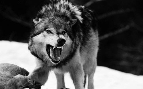 ~{5}~ | The Desperation of a Cornered Wolf